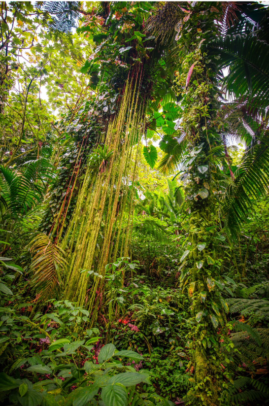 st maarten caribbeans wedding destination saba forest