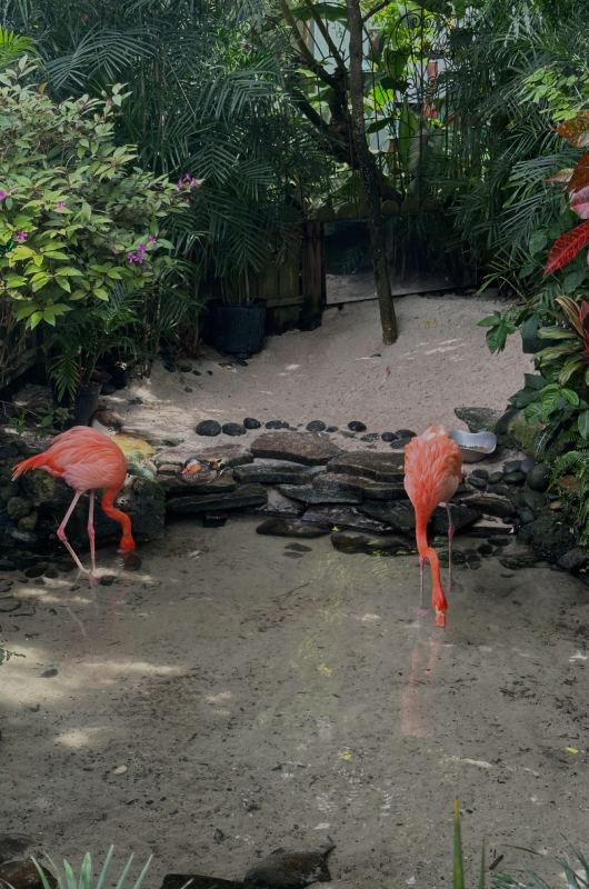 Southernmost Beach Resort Key West Florida Butterfly Conservatory